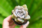  Sen đá  đá xanh 5-7cm (bịch nhựa) 