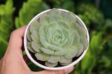  Sen ngọc bích cỡ vừa 9-11cm (chậu nhựa) 