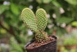  Xương rồng tai thỏ (bịch nhựa/chậu nhựa) 