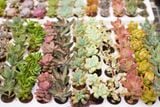  Combo sen vỉ mini ngẫu nhiên đủ loại (không chậu) 