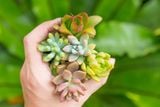  Combo sen vỉ mini ngẫu nhiên đủ loại (không chậu) 