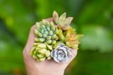  Combo sen vỉ mini ngẫu nhiên đủ loại (không chậu) 