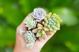  Combo sen vỉ mini ngẫu nhiên đủ loại (không chậu) 