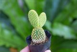  Xương rồng tai thỏ (bịch nhựa/chậu nhựa) 