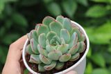  Sen đá viền đỏ cỡ vừa  9-11cm (chậu nhựa) 