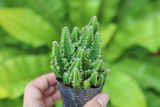  Xương rồng thanh sơn (bịch nhựa/chậu nhựa) 