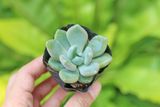 Sen đá  đá xanh 5-7cm (bịch nhựa) 
