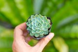  Sen đá thái 5-7cm (bịch nhựa/chậu nhựa) 