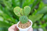  Xương rồng tai thỏ (bịch nhựa/chậu nhựa) 