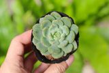  Sen đá bánh bao xanh 5-7cm (bịch nhựa) 