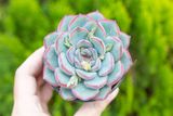  Sen đá viền đỏ cỡ vừa  9-11cm (chậu nhựa) 