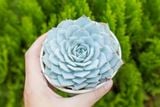  Sen đá ngọc trinh cỡ vừa 9-11cm (chậu nhựa) 