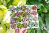  Combo sen vỉ mini ngẫu nhiên đủ loại (không chậu) 