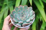  Sen đá viền đỏ cỡ vừa  9-11cm (chậu nhựa) 