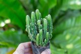  Xương rồng thanh sơn (bịch nhựa/chậu nhựa) 