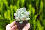  Sen đá  đá xanh 5-7cm (bịch nhựa) 