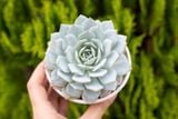  Sen đá ngọc trinh cỡ vừa 9-11cm (chậu nhựa) 