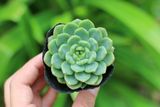  Sen đá bánh bao xanh 5-7cm (bịch nhựa) 