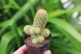  Xương rồng thạch trụ thiên cỡ nhỏ (Bịch nhựa) 