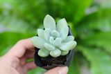  Sen đá  đá xanh 5-7cm (bịch nhựa) 