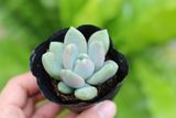  Sen đá  đá xanh 5-7cm (bịch nhựa) 