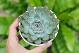  Sen đá viền đỏ cỡ vừa  9-11cm (chậu nhựa) 