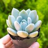  Sen đá  đá xanh 5-7cm (bịch nhựa) 