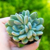  Sen đá bánh bao xanh 5-7cm (bịch nhựa) 