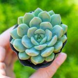  Sen đá bánh bao xanh 5-7cm (bịch nhựa) 