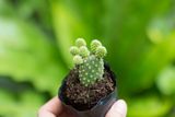  Xương rồng tai thỏ (bịch nhựa/chậu nhựa) 