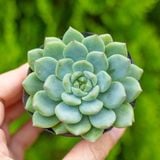  Sen đá bánh bao xanh 5-7cm (bịch nhựa) 