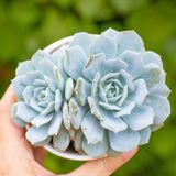  Sen đá ngọc trinh cỡ vừa 9-11cm (chậu nhựa) 