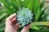  Sen đá thái 5-7cm (bịch nhựa/chậu nhựa) 