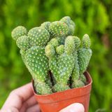  Xương rồng tai thỏ bụi (chậu nhựa) 