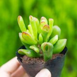  Sen đá ống điếu (bịch nhựa) 