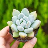  Sen đá  đá xanh 5-7cm (bịch nhựa) 