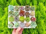  Combo sen vỉ mini ngẫu nhiên đủ loại (không chậu) 