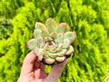  Sen đá viền đỏ 5-7cm (bịch nhựa) 