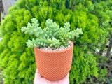 Chuỗi ngọc bi cỡ vừa 9-11cm 