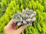  Sen đá  đá xanh 5-7cm (bịch nhựa) 