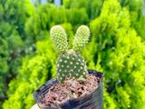  Xương rồng tai thỏ (bịch nhựa/chậu nhựa) 
