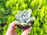 Sen đá  đá xanh 5-7cm (bịch nhựa) 