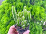  Xương rồng thanh sơn (bịch nhựa/chậu nhựa) 