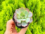  Sen đá thái 5-7cm (bịch nhựa/chậu nhựa) 