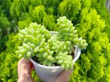  Chuỗi ngọc bi cỡ vừa 9-11cm 