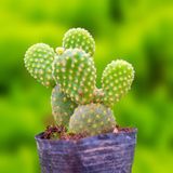  Xương rồng tai thỏ (bịch nhựa/chậu nhựa) 