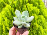  Sen đá  đá xanh 5-7cm (bịch nhựa) 