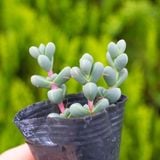  Sen lá tim (chậu nhựa/bịch nhựa) 