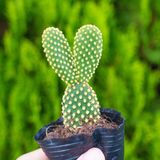  Xương rồng tai thỏ (bịch nhựa/chậu nhựa) 