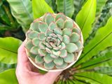  Sen đá viền đỏ cỡ vừa  9-11cm (chậu nhựa) 
